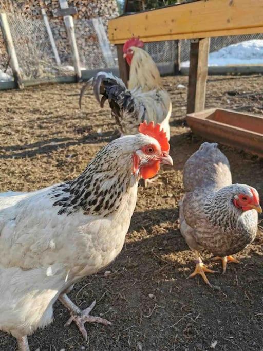 Ferienwohnungen Carlsfeld Eibenstock Bagian luar foto